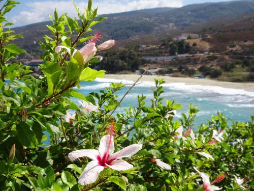 Ikaria Hibiskus vor Strand Livadi